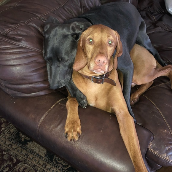 Meet your Posher, Bridget - Picture 5 of 6